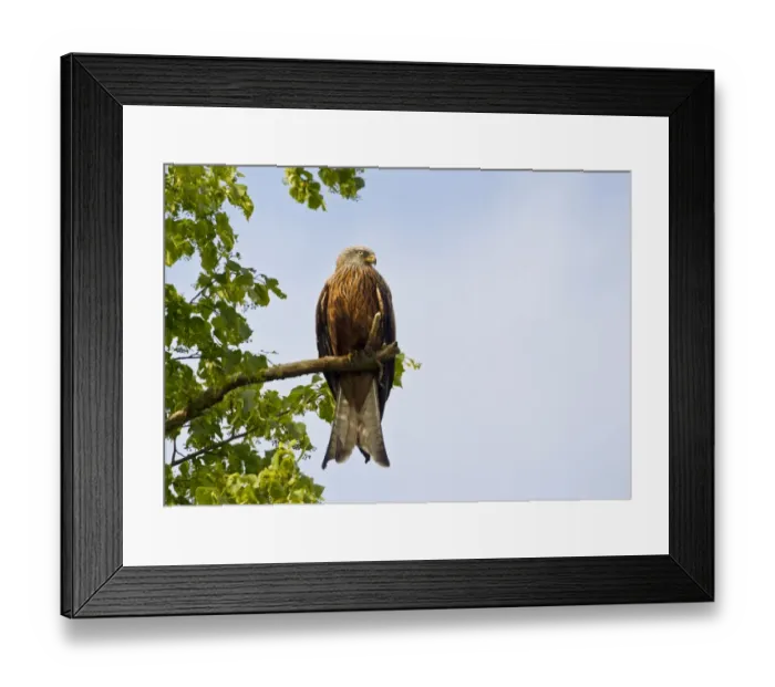 Framed Print : Red Kite (Milvus milvus) adult, perched on branch in tree, Oxfordshire, England, june Framed Print : Red Kite (Milvus milvus) adult, perched on branch in tree, Oxfordshire, England, june