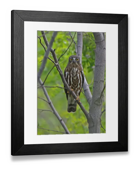 Framed Print : Brown Hawk-owl (Ninox scutulata florensis) adult, perched on branch, Hebei, China, may Framed Print : Brown Hawk-owl (Ninox scutulata florensis) adult, perched on branch, Hebei, China, may