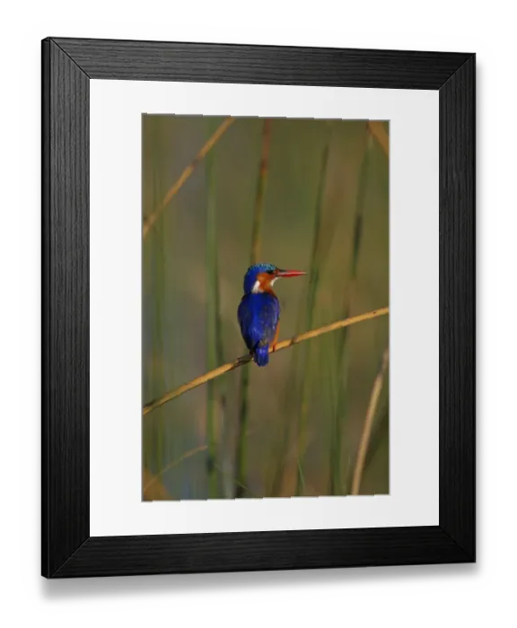 Framed Print : Malachite Kingfisher (Alcedo cristata) adult, perched on stem, Lake Awassa, Great Rift Valley, Ethiopia Framed Print : Malachite Kingfisher (Alcedo cristata) adult, perched on stem, Lake Awassa, Great Rift Valley, Ethiopia