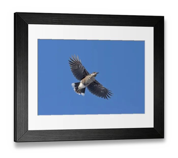 Framed Print : Spotted Nutcracker (Nucifraga caryocatactes) adult, in flight, Finland, february Framed Print : Spotted Nutcracker (Nucifraga caryocatactes) adult, in flight, Finland, february