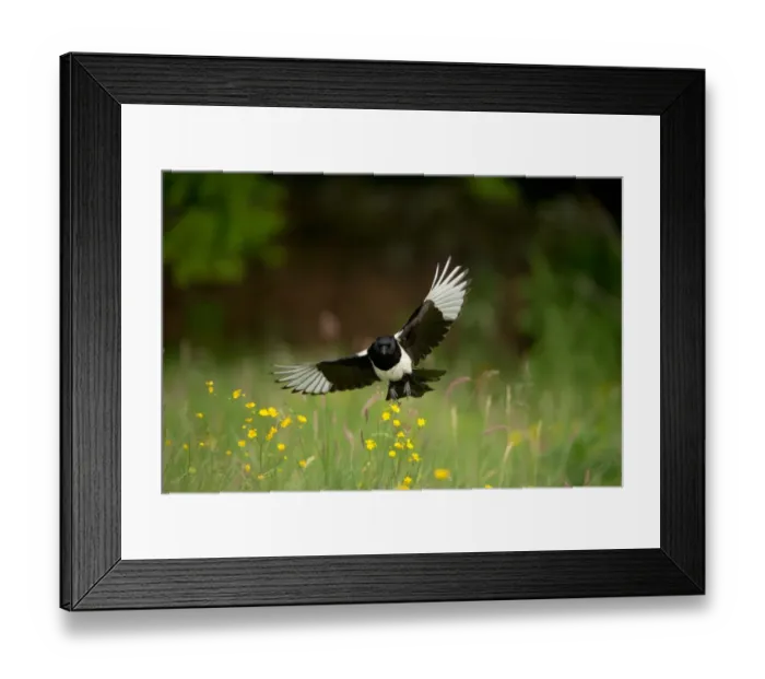 Framed Print : Common Magpie (Pica pica) adult, in flight over meadow, Derbyshire, England, june Framed Print : Common Magpie (Pica pica) adult, in flight over meadow, Derbyshire, England, june