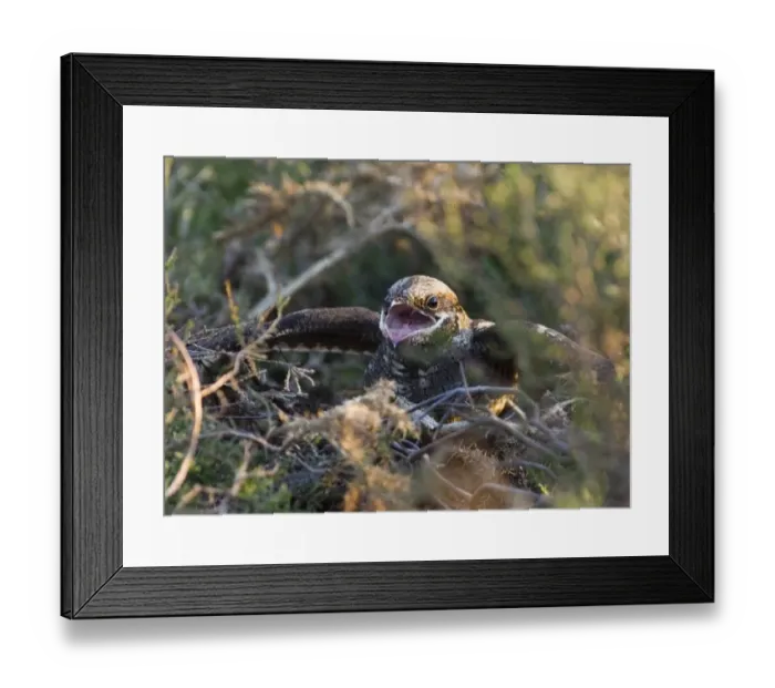 Framed Print : Eurasian Nightjar (Caprimulgus europaeus) adult, in threat display at nest towards approaching Adder (Vipera berus) on heathland, North Norfolk, England, may Framed Print : Eurasian Nightjar (Caprimulgus europaeus) adult, in threat display at nest towards approaching Adder (Vipera berus) on heathland, North Norfolk, England, may