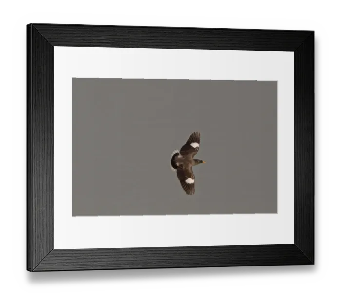 Framed Print : Jungle Myna (Acridotheres fuscus) adult, in flight, Sundarbans, Ganges Delta, West Bengal, India Framed Print : Jungle Myna (Acridotheres fuscus) adult, in flight, Sundarbans, Ganges Delta, West Bengal, India
