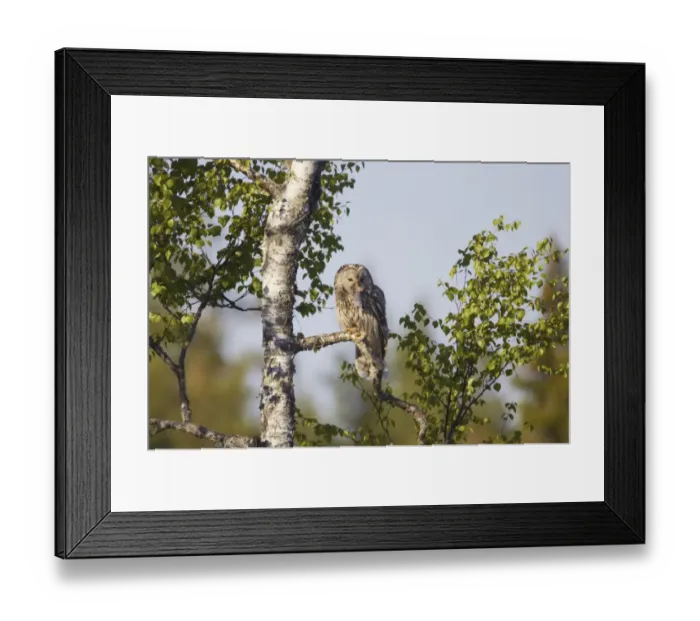 Framed Print : Ural Owl (Strix uralensis) adult female, with rodent prey in beak, food for chicks, perched on branch in birch tree, Finland