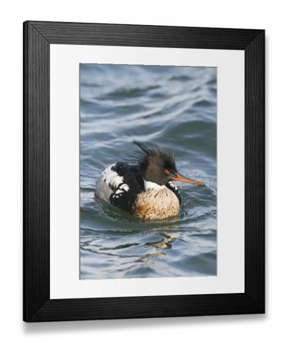Framed Print : Red-breasted Merganser (Mergus serrator) adult male, swimming in harbour, Hokkaido, Japan, winter