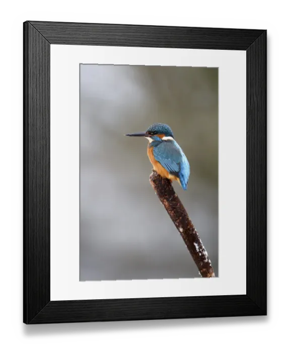 Framed Print : Common Kingfisher (Alcedo atthis) adult, perched on reedmace seedhead in snow, Midlands, England, december Framed Print : Common Kingfisher (Alcedo atthis) adult, perched on reedmace seedhead in snow, Midlands, England, december