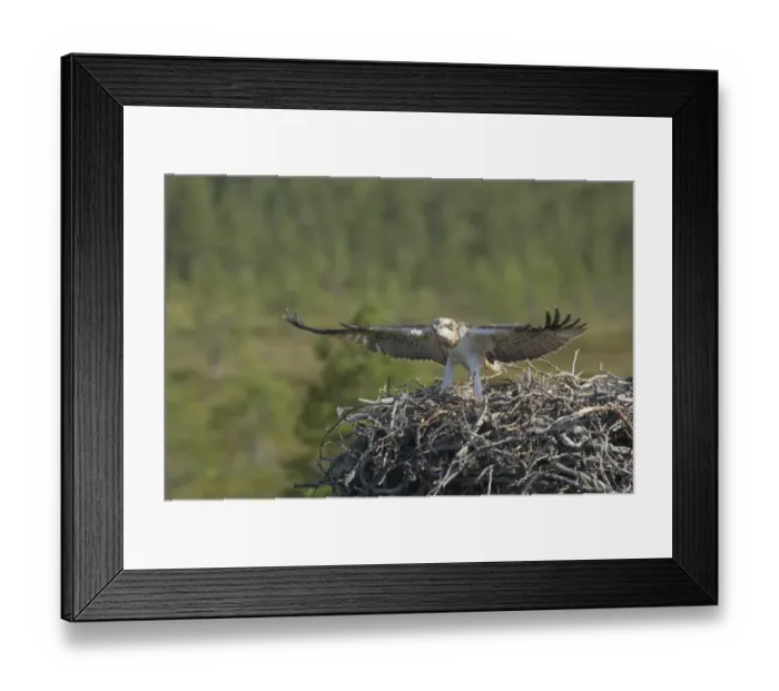 Framed Print : Osprey (Pandion haliaetus) mature chick, exercising wings at edge of nest, Finland Framed Print : Osprey (Pandion haliaetus) mature chick, exercising wings at edge of nest, Finland