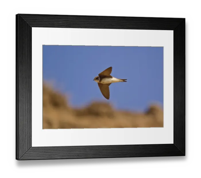 Framed Print : Sand Martin (Riparia riparia) adult, in flight, Minsmere RSPB Reserve, Suffolk, England, june