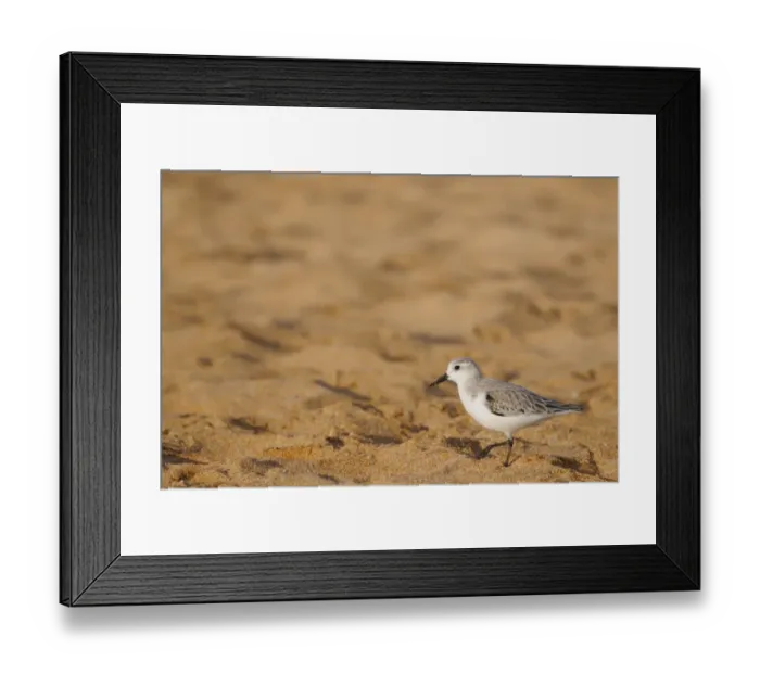 Framed Print : Sanderling (Calidris alba) adult, winter plumage, walking on sand, Morocco, january Framed Print : Sanderling (Calidris alba) adult, winter plumage, walking on sand, Morocco, january