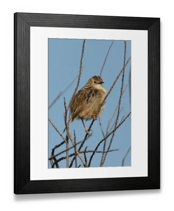 Framed Print : Fan-tailed Warbler (Cisticola juncidis cisticola) adult, perched on twig, Ria Formosa N. P. Algarve, Portugal, april Framed Print : Fan-tailed Warbler (Cisticola juncidis cisticola) adult, perched on twig, Ria Formosa N. P. Algarve, Portugal, april