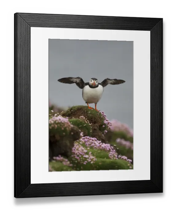 Framed Print : Atlantic Puffin (Fratercula arctica) adult, stretching wings, standing amongst flowering thrift on clifftop, Shetland Islands, Scotland, june