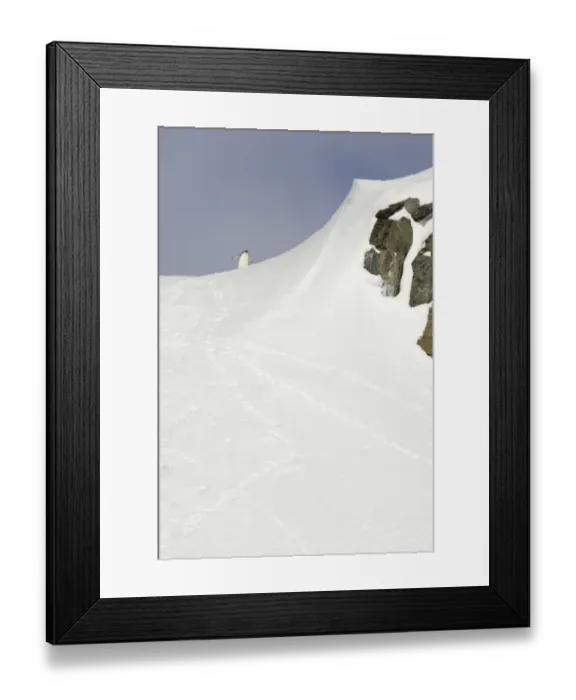 Framed Print : Chinstrap Penguin (Pygoscelis antarctica) adult, standing on ridge in snow covered habitat, Half Moon Island, South Shetland Islands, Antarctica Framed Print : Chinstrap Penguin (Pygoscelis antarctica) adult, standing on ridge in snow covered habitat, Half Moon Island, South Shetland Islands, Antarctica