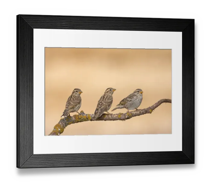 Framed Print : Rock Sparrow (Petronia petronia) three juveniles, perched on twig, Northern Spain, july Framed Print : Rock Sparrow (Petronia petronia) three juveniles, perched on twig, Northern Spain, july