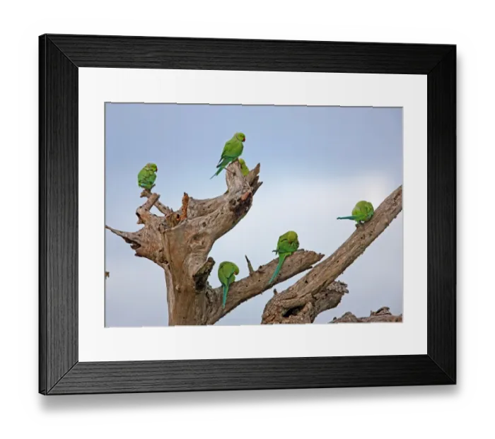 Framed Print : Rose-ringed Parakeet (Psittacula krameri) adults, group resting and preening in dead tree, Sri Lanka, december Framed Print : Rose-ringed Parakeet (Psittacula krameri) adults, group resting and preening in dead tree, Sri Lanka, december