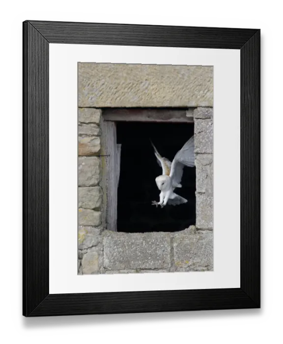 Framed Print : Barn Owl (Tyto alba) adult, in flight, landing in barn window, North Yorkshire, England, august (captive) Framed Print : Barn Owl (Tyto alba) adult, in flight, landing in barn window, North Yorkshire, England, august (captive)