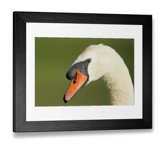 Framed Print : Mute Swan (Cygnus olor) adult male, close-up of head, Lackford Lakes Nature Reserve, Suffolk, England, july Framed Print : Mute Swan (Cygnus olor) adult male, close-up of head, Lackford Lakes Nature Reserve, Suffolk, England, july