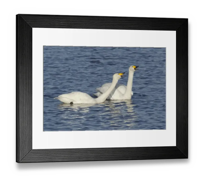 Framed Print : Whooper Swan (Cygnus cygnus) adult pair, displaying in water, Ouse Washes, Norfolk, England, february Framed Print : Whooper Swan (Cygnus cygnus) adult pair, displaying in water, Ouse Washes, Norfolk, England, february