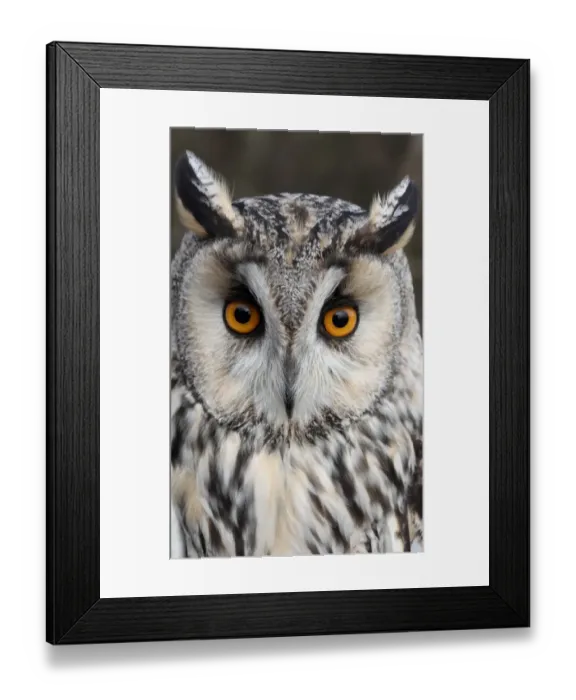 Framed Print : Long-eared Owl (Asio otus) adult, close-up of head, Gloucestershire, England, january (captive) Framed Print : Long-eared Owl (Asio otus) adult, close-up of head, Gloucestershire, England, january (captive)