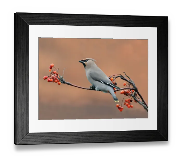 Framed Print : Bohemian Waxwing (Bombycilla garrulus) adult, feeding on rowan berries, Leicestershire, England, december Framed Print : Bohemian Waxwing (Bombycilla garrulus) adult, feeding on rowan berries, Leicestershire, England, december
