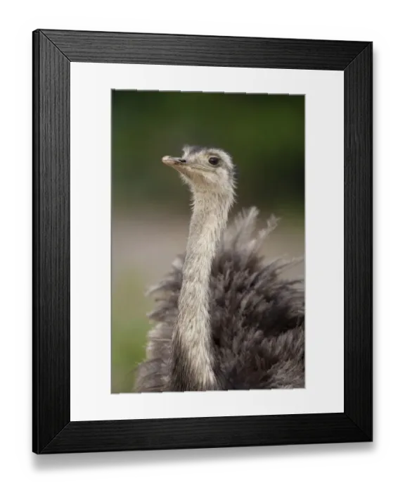 Framed Print : Greater Rhea (Rhea americana) adult, close-up of head and neck, Pantanal, Mato Grosso, Brazil Framed Print : Greater Rhea (Rhea americana) adult, close-up of head and neck, Pantanal, Mato Grosso, Brazil