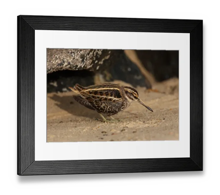 Framed Print : Jack Snipe (Lymnocryptes minimus) adult, freshly arrived migrant resting on beach, Norfolk, England, october Framed Print : Jack Snipe (Lymnocryptes minimus) adult, freshly arrived migrant resting on beach, Norfolk, England, october