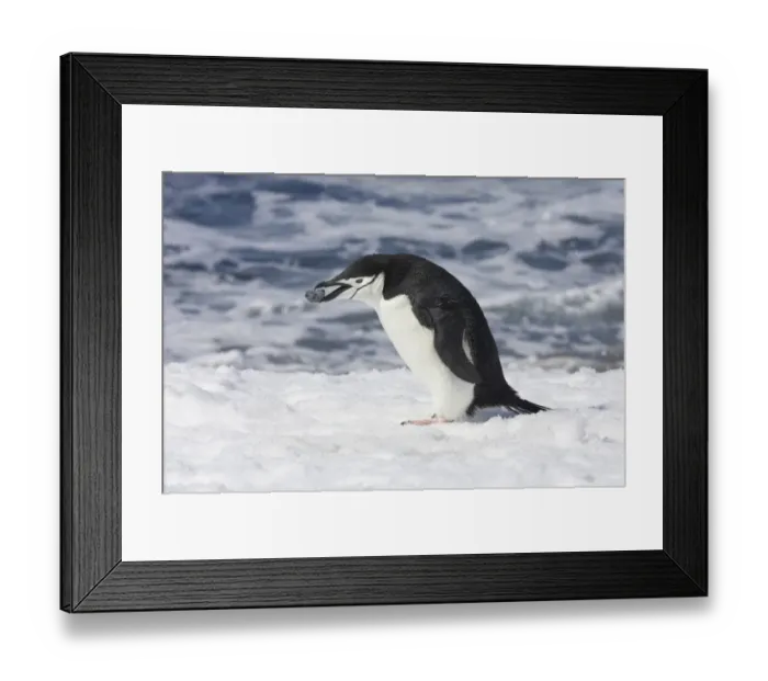 Framed Print : Chinstrap Penguin (Pygoscelis antarctica) adult, collecting pebble for nesting material, Half Moon Island, South Shetland Islands, Antarctica Framed Print : Chinstrap Penguin (Pygoscelis antarctica) adult, collecting pebble for nesting material, Half Moon Island, South Shetland Islands, Antarctica