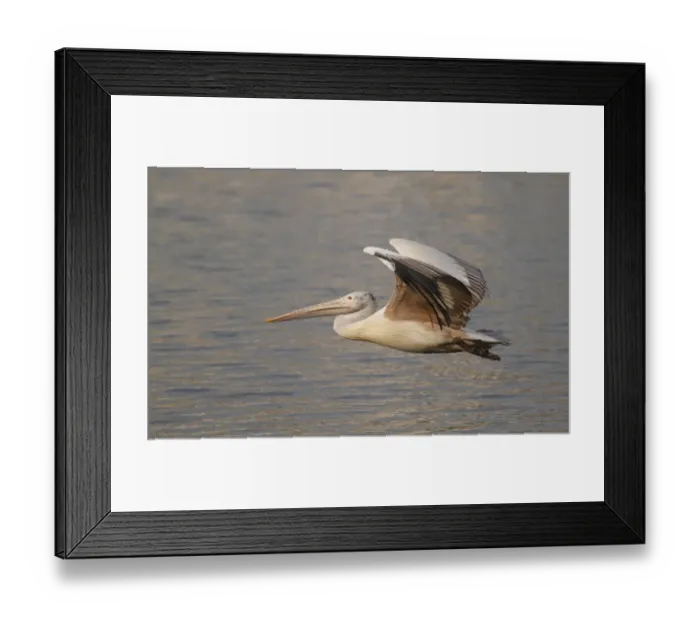 Framed Print : Spot-billed Pelican (Pelecanus philippensis) adult, in low flight over water, Sri Lanka Framed Print : Spot-billed Pelican (Pelecanus philippensis) adult, in low flight over water, Sri Lanka