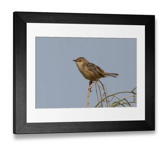Framed Print : Fan-tailed Warbler (Cisticola juncidis cisticola) adult, perched on twig, Ria Formosa N. P. Algarve, Portugal, april Framed Print : Fan-tailed Warbler (Cisticola juncidis cisticola) adult, perched on twig, Ria Formosa N. P. Algarve, Portugal, april