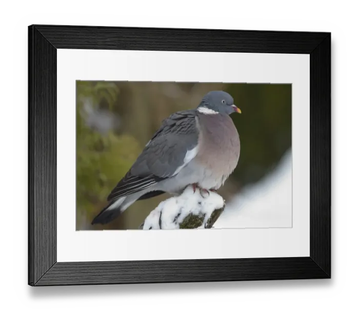 Framed Print : Wood Pigeon (Columbus palumbus) adult, perched on post in snow covered garden, Chirnside, Berwickshire, Scotland, december Framed Print : Wood Pigeon (Columbus palumbus) adult, perched on post in snow covered garden, Chirnside, Berwickshire, Scotland, december