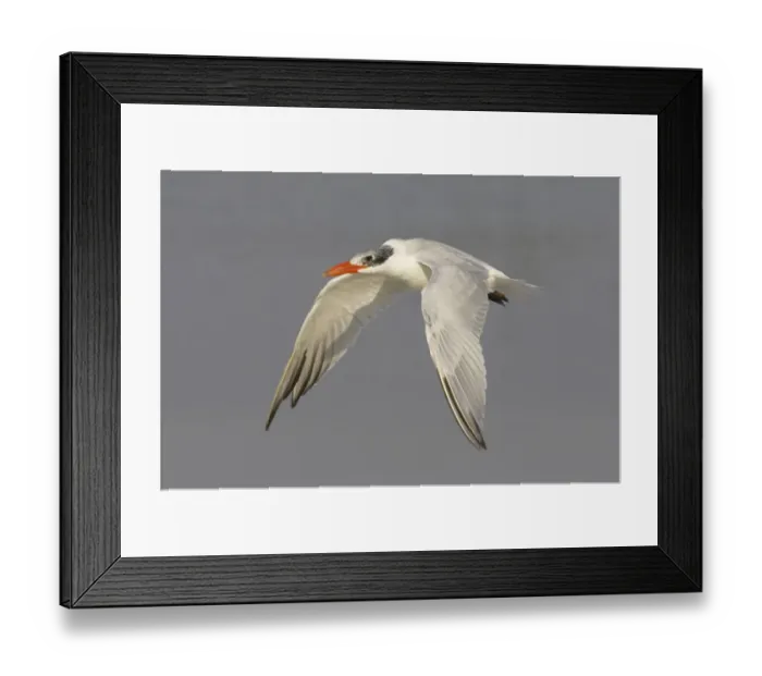 Framed Print : Caspian Tern (Sterna caspia) adult, winter plumage, in flight, Fort de Soto, Florida, U. S. A Framed Print : Caspian Tern (Sterna caspia) adult, winter plumage, in flight, Fort de Soto, Florida, U. S. A
