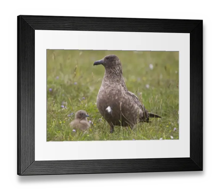 Framed Print : Great Skua (Stercorarius skua) adult with chick, Shetland Islands, Scotland, june Framed Print : Great Skua (Stercorarius skua) adult with chick, Shetland Islands, Scotland, june