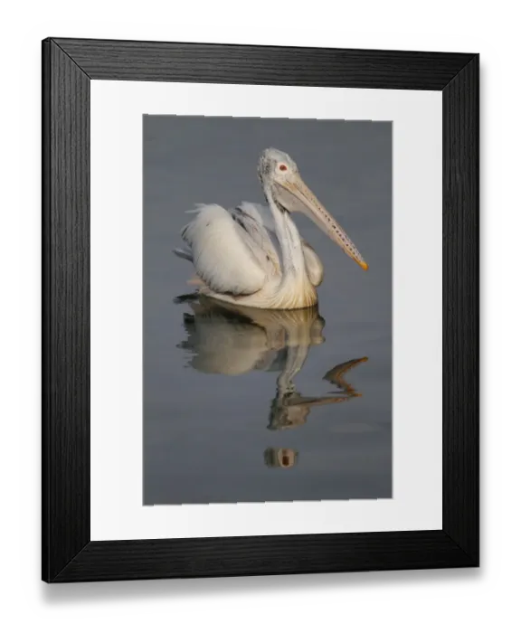 Framed Print : Spot-billed Pelican (Pelecanus philippensis) adult, swimming on water with reflection, Sri Lanka Framed Print : Spot-billed Pelican (Pelecanus philippensis) adult, swimming on water with reflection, Sri Lanka