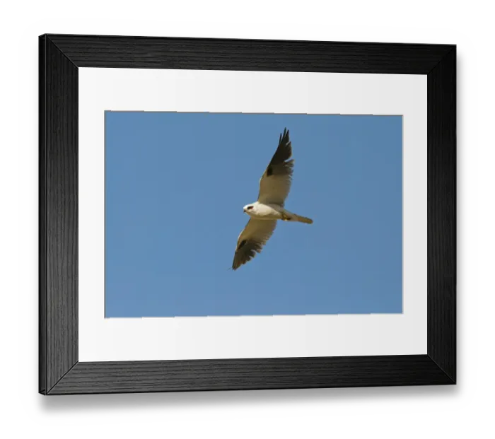 Framed Print : Australian Black-shouldered Kite (Elanus axillaris) adult, in flight, Queensland, Australia