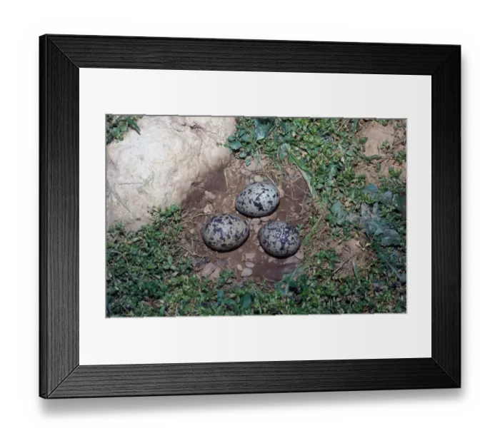 Framed Print : Oystercatcher (Haematopus ostralegus) Three eggs Framed Print : Oystercatcher (Haematopus ostralegus) Three eggs