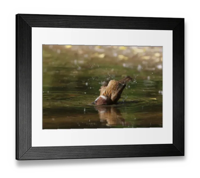 Framed Print : Eurasian Tree Sparrow (Passer montanus) adult, bathing in puddle, Beijing, China, may Framed Print : Eurasian Tree Sparrow (Passer montanus) adult, bathing in puddle, Beijing, China, may