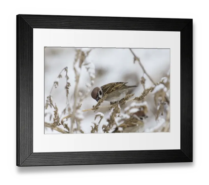 Framed Print : Eurasian Tree Sparrow (Passer montanus) adult, feeding on seeds, perched on plant stem in snow, Norfolk, England, winter Framed Print : Eurasian Tree Sparrow (Passer montanus) adult, feeding on seeds, perched on plant stem in snow, Norfolk, England, winter