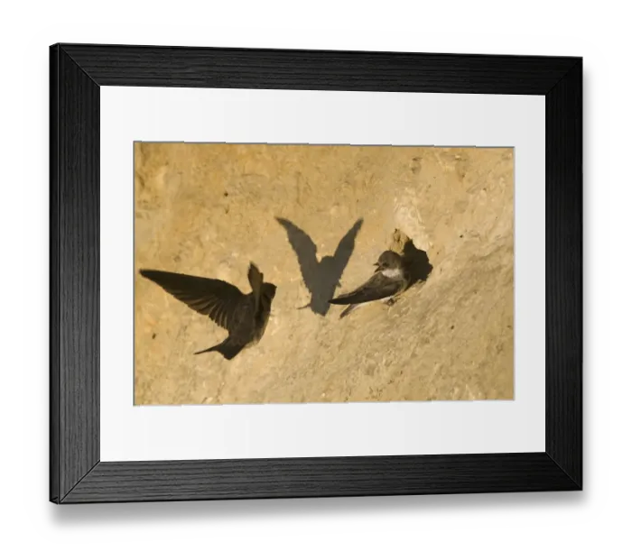 Framed Print : Sand Martin (Riparia riparia) two adults, at nesting colony in cliff, North Norfolk, England, july Framed Print : Sand Martin (Riparia riparia) two adults, at nesting colony in cliff, North Norfolk, England, july