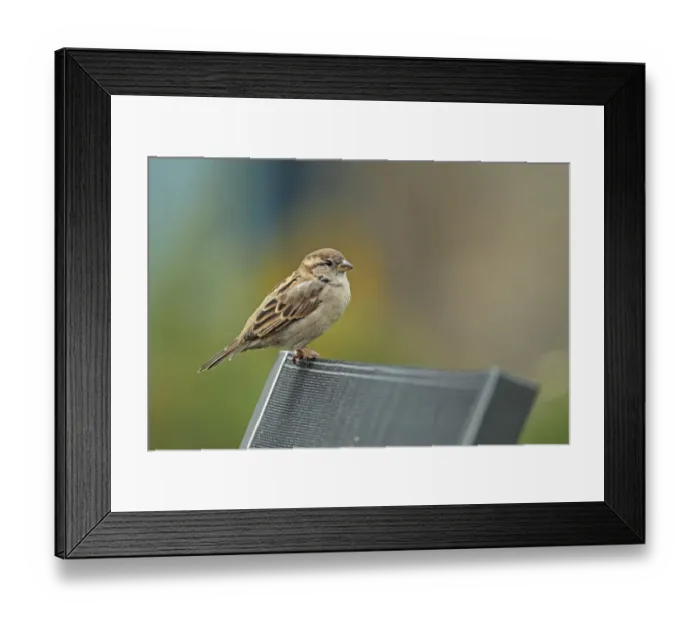 Framed Print : House Sparrow (Passer domesticus) adult female, perched on chair, Pensthorpe, Norfolk, England, november Framed Print : House Sparrow (Passer domesticus) adult female, perched on chair, Pensthorpe, Norfolk, England, november
