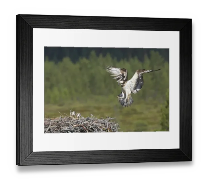 Framed Print : Osprey (Pandion haliaetus) adult female, in flight, with nesting material in talons, landing at nest with chicks, Finland Framed Print : Osprey (Pandion haliaetus) adult female, in flight, with nesting material in talons, landing at nest with chicks, Finland