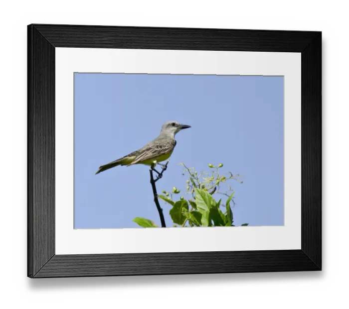 Framed Print : Tropical Kingbird (Tyrannus melancholicus) adult, perched on bush, Bonaire, Leeward Antilles, Lesser Antilles, Caribbean