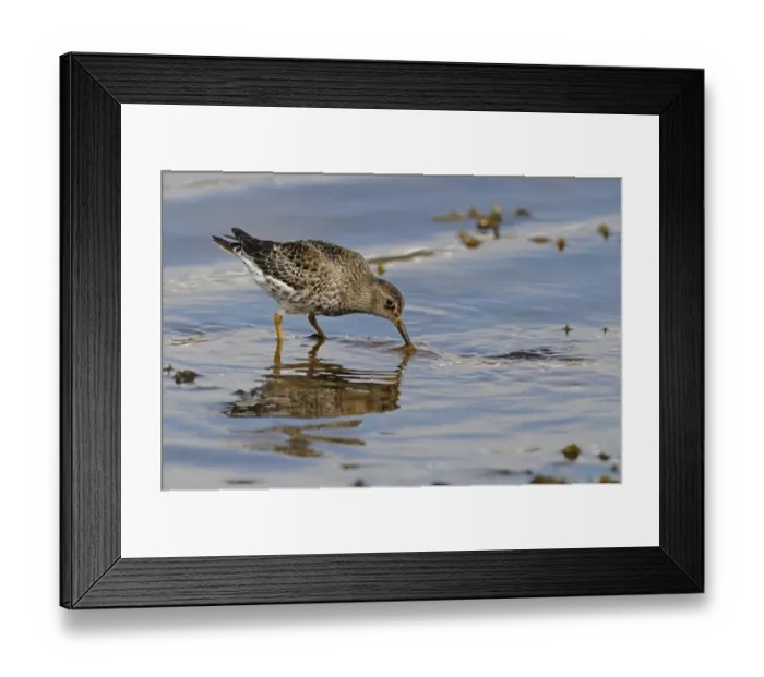 Framed Print : Purple Sandpiper (Calidris maritima) adult, breeding plumage, foraging in shallow sea water, Varanger, Norway, june