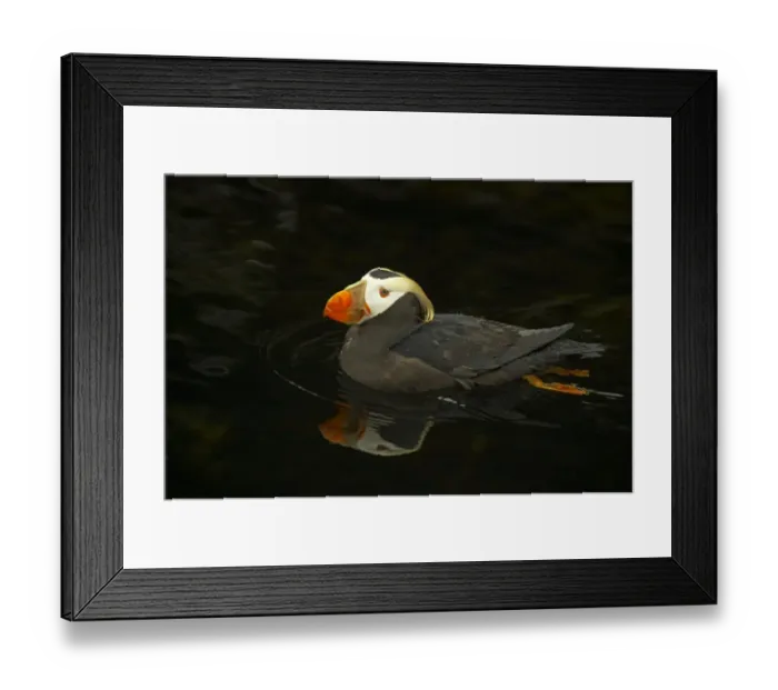 Framed Print : Tufted Puffin (Fratercula cirrhata) adult, breeding plumage, swimming, Oregon, U. S. A Framed Print : Tufted Puffin (Fratercula cirrhata) adult, breeding plumage, swimming, Oregon, U. S. A