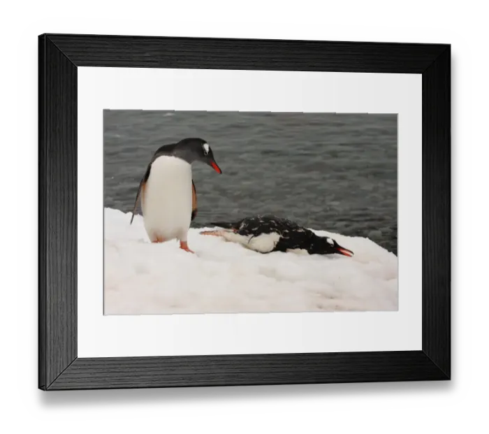 Framed Print : Gentoo Penguin (Pygoscelis papua) adult, mourning dead adult on snow, Danco Island, Antarctic Peninsula, Antarctica, december Framed Print : Gentoo Penguin (Pygoscelis papua) adult, mourning dead adult on snow, Danco Island, Antarctic Peninsula, Antarctica, december