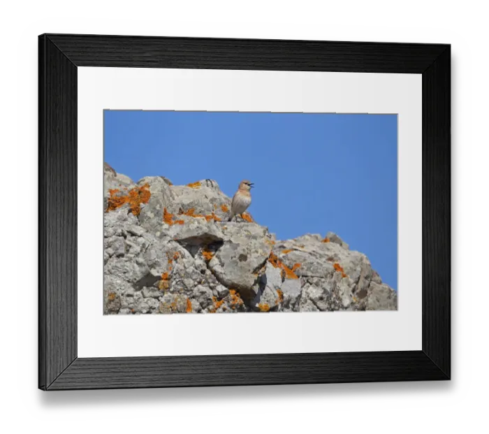 Framed Print : Isabelline Wheatear (Oenanthe isabellina) adult, singing, perched on rocks, Lesvos, Greece, april Framed Print : Isabelline Wheatear (Oenanthe isabellina) adult, singing, perched on rocks, Lesvos, Greece, april