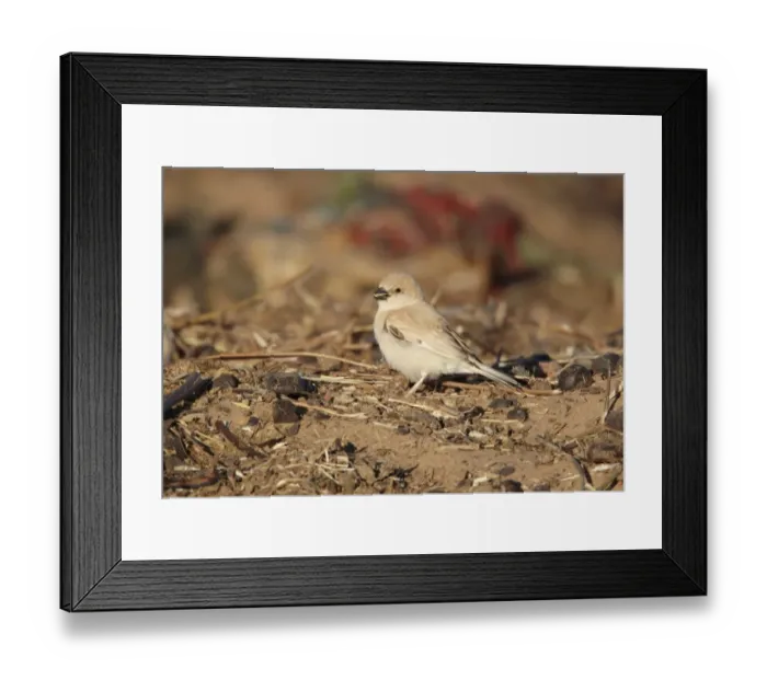 Framed Print : Desert Sparrow (Passer simplex) adult female, feeding on ground, Erg Chebbi, Morocco, february