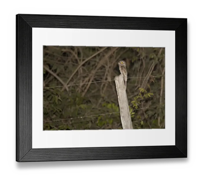 Framed Print : Common Potoo (Nyctibius griseus) adult, perched on fencepost at night, Pantanal, Mato Grosso, Brazil Framed Print : Common Potoo (Nyctibius griseus) adult, perched on fencepost at night, Pantanal, Mato Grosso, Brazil