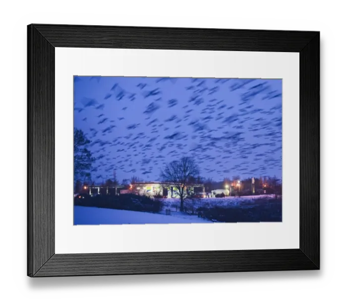 Framed Print : Common Starling (Sturnus vulgaris) flock, in flight, arriving to roost over petrol station at dusk, Gretna, Dumfries and Galloway, Scotland, december Framed Print : Common Starling (Sturnus vulgaris) flock, in flight, arriving to roost over petrol station at dusk, Gretna, Dumfries and Galloway, Scotland, december