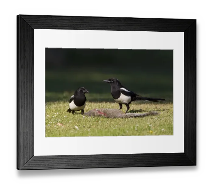 Framed Print : Common Magpie (Pica pica) two adults, feeding on Eastern Grey Squirrel (Sciurus carolinensis) carcass, Oxfordshire, England, june Framed Print : Common Magpie (Pica pica) two adults, feeding on Eastern Grey Squirrel (Sciurus carolinensis) carcass, Oxfordshire, England, june