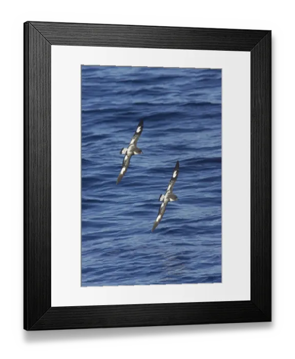 Framed Print : Cape Petrel (Daption capense) two adults, in flight over sea, Antarctic Ocean, Antarctica Framed Print : Cape Petrel (Daption capense) two adults, in flight over sea, Antarctic Ocean, Antarctica