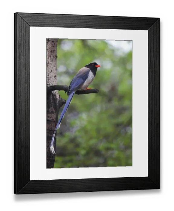 Framed Print : Red-billed Blue Magpie (Urocissa erythrorhyncha brevivexilla) adult, perched on branch, Beidaihe, Hebei, China, may Framed Print : Red-billed Blue Magpie (Urocissa erythrorhyncha brevivexilla) adult, perched on branch, Beidaihe, Hebei, China, may